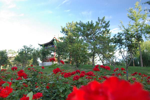 琴枫雅轩在宁夏美丽的高碑店 琴枫雅轩在宁夏美丽的高碑店
